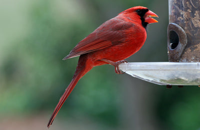 DUKE CANNON IS REALLY ENJOYING HIS NEW BIRD FEEDER