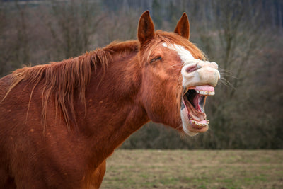 STRAIGHT FROM THE HORSE'S MOUTH: DUKE CANNON'S FAVORITE IDIOMS